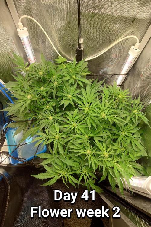 Grown in NarNia 2. Week 5