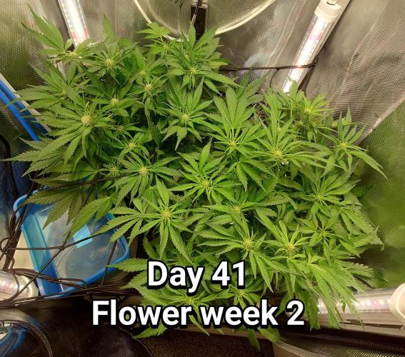 Grown in NarNia 2. Week 5
