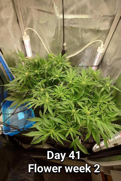 Grown in NarNia 2. Week 5