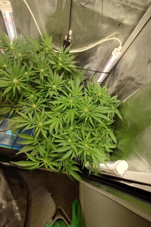 Grown in NarNia 2. Week 5