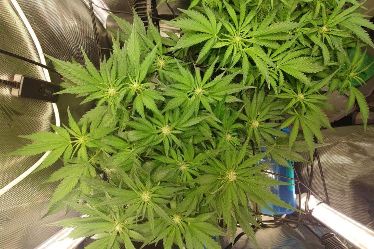 Grown in NarNia 2. Week 5