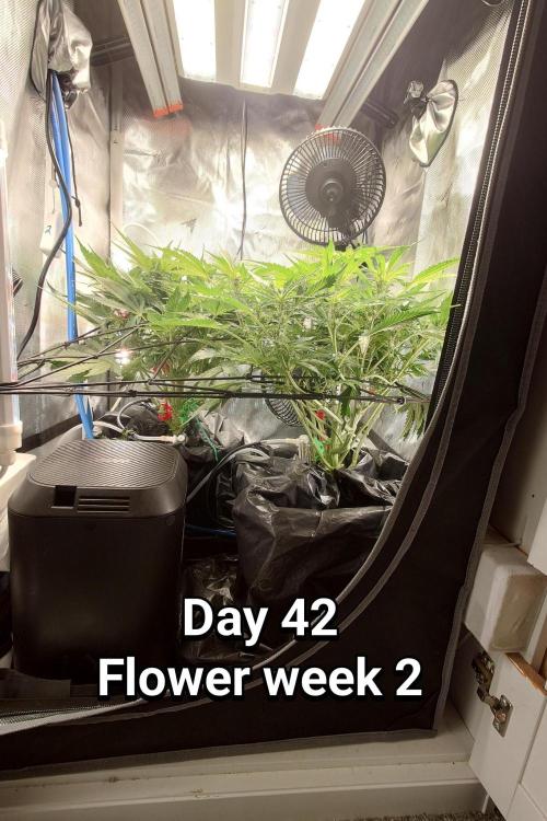 Grown in NarNia 2. Week 5