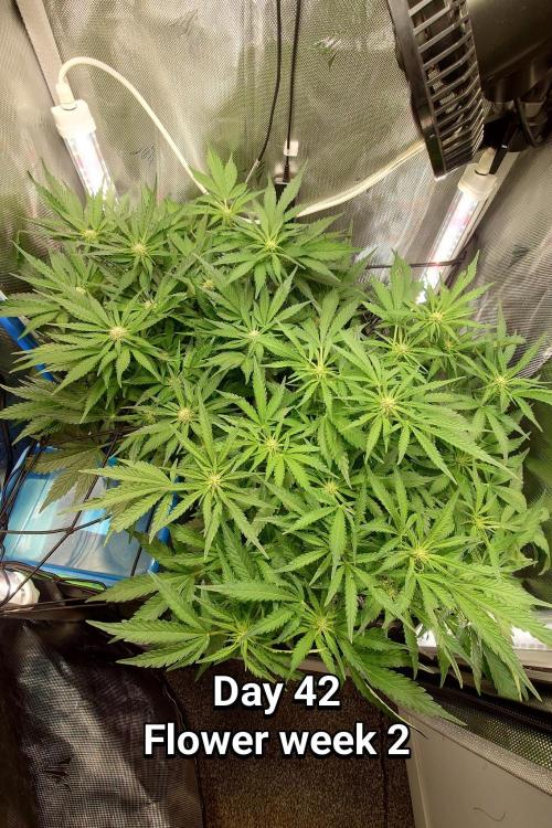 Grown in NarNia 2. Week 5