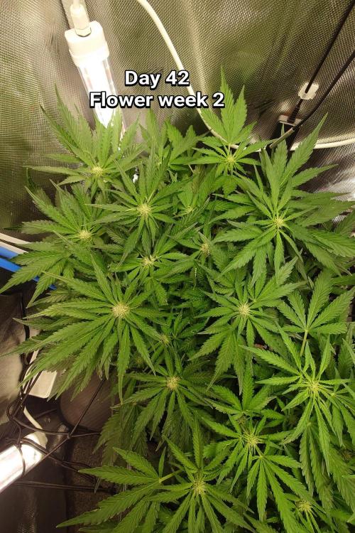 Grown in NarNia 2. Week 5