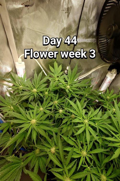 Grown in NarNia 2. Week 6