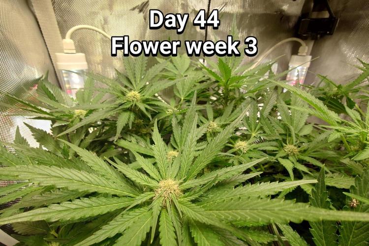Grown in NarNia 2. Week 6