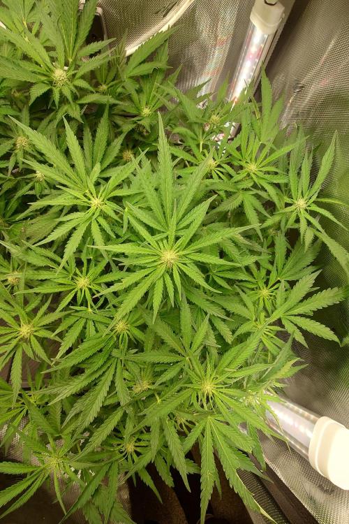 Grown in NarNia 2. Week 6