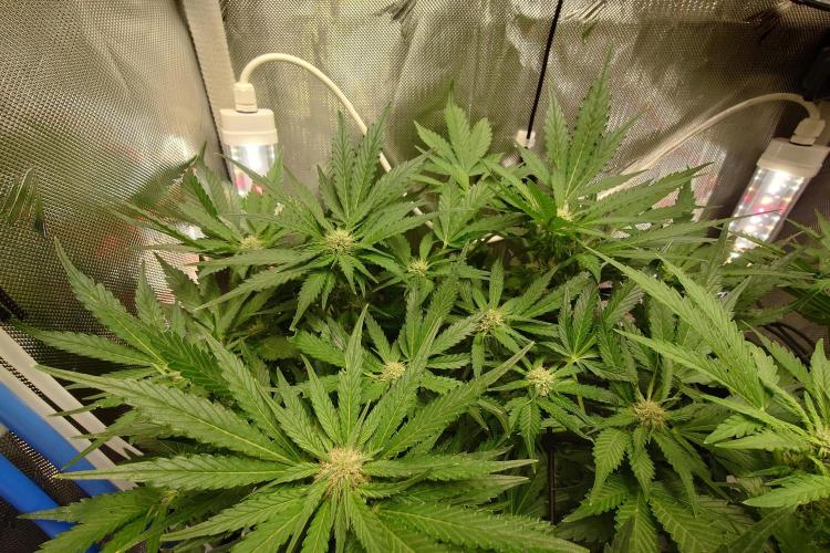 Grown in NarNia 2. Week 6