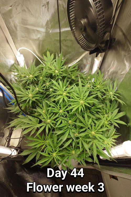 Grown in NarNia 2. Week 6