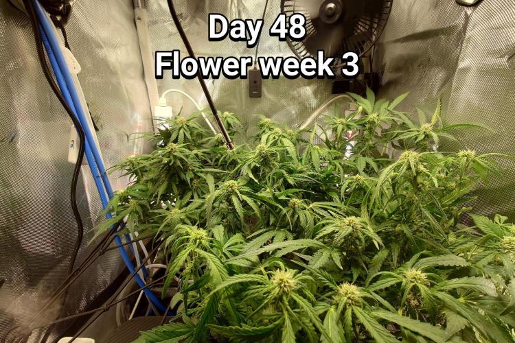 Grown in NarNia 2. Week 6