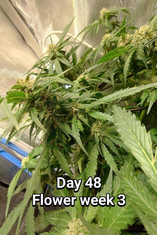 Grown in NarNia 2. Week 6