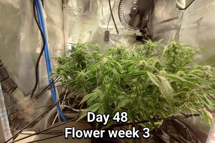 Grown in NarNia 2. Week 6