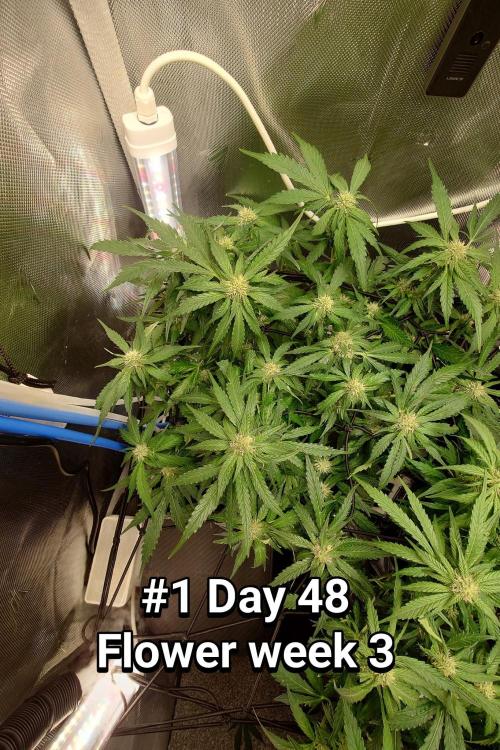 Grown in NarNia 2. Week 6