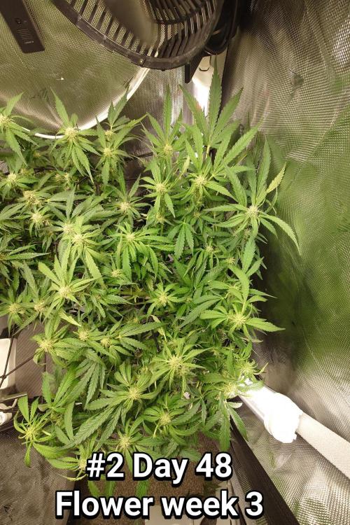 Grown in NarNia 2. Week 6