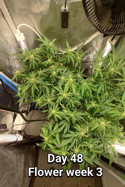 Grown in NarNia 2. Week 6