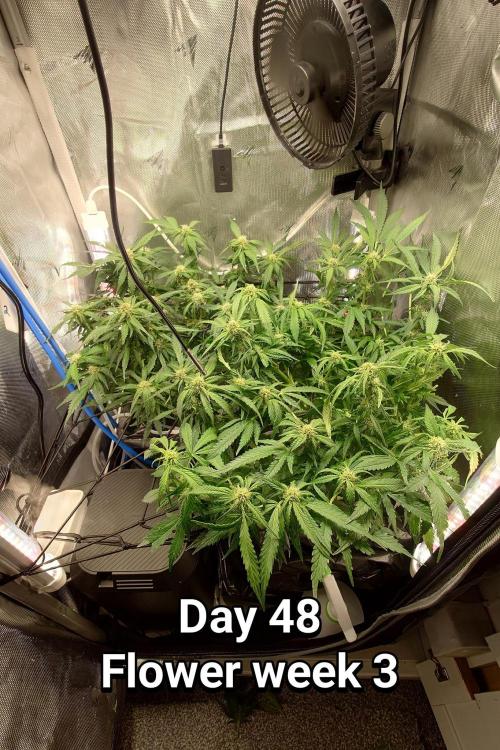 Grown in NarNia 2. Week 6
