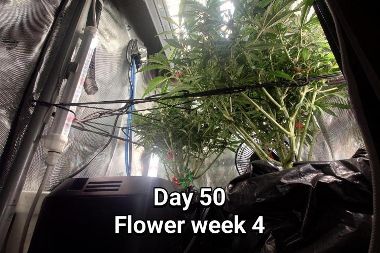 Grown in NarNia 2. Week 7