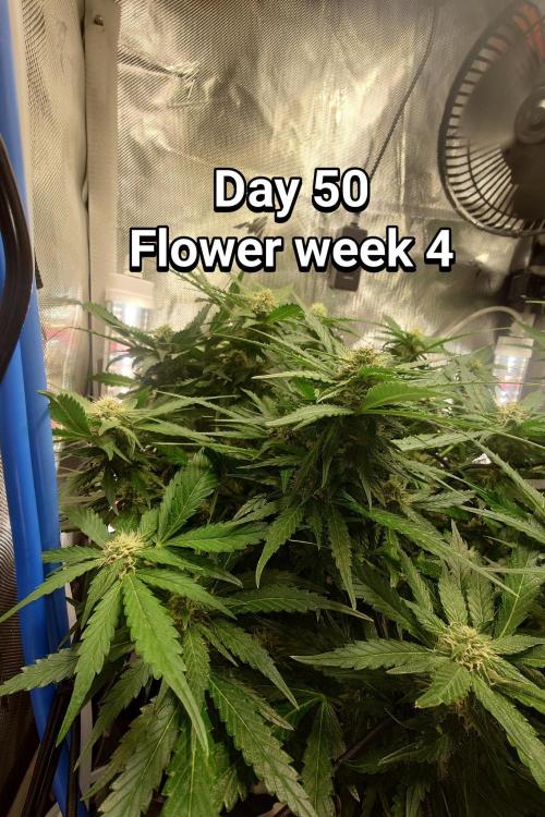 Grown in NarNia 2. Week 7