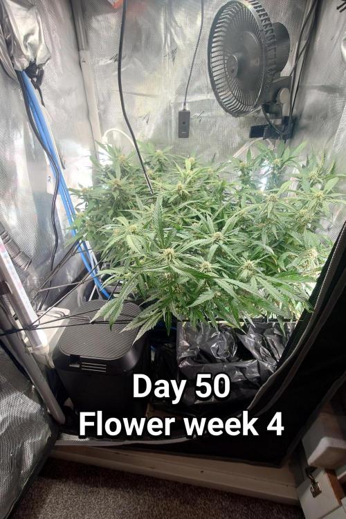 Grown in NarNia 2. Week 7