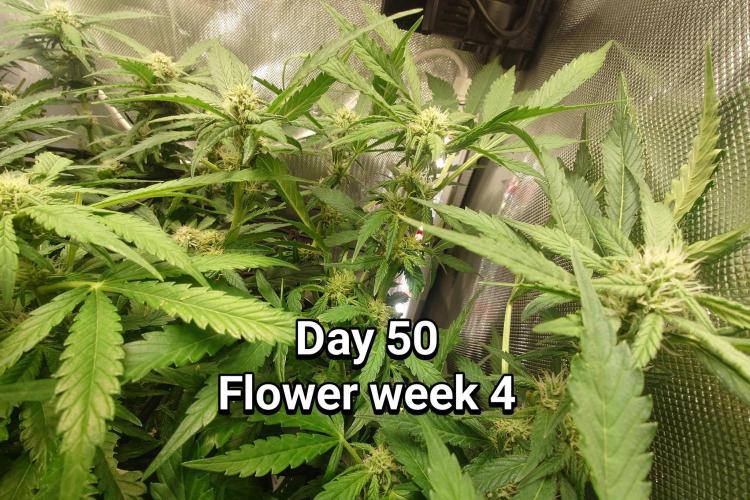 Grown in NarNia 2. Week 7