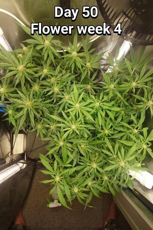 Grown in NarNia 2. Week 7