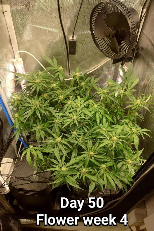 Grown in NarNia 2. Week 7