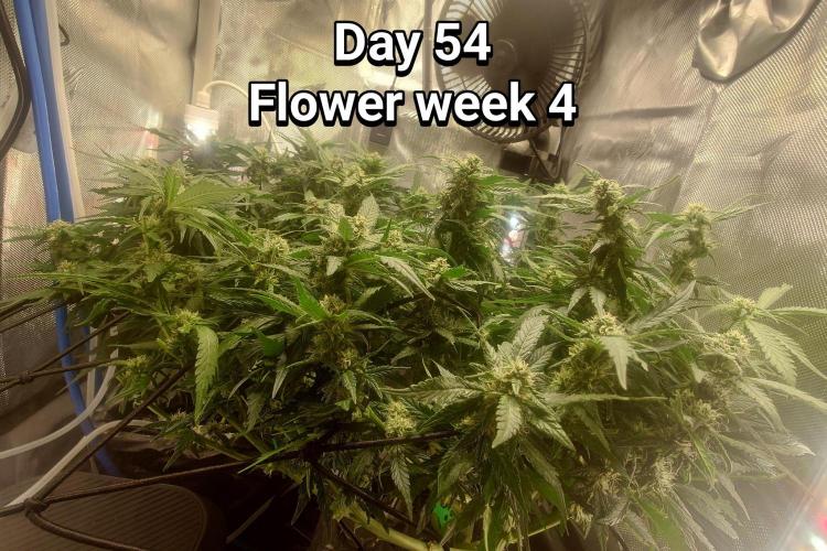Grown in NarNia 2. Week 7