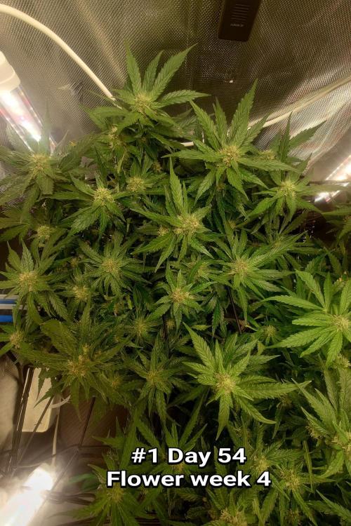 Grown in NarNia 2. Week 7