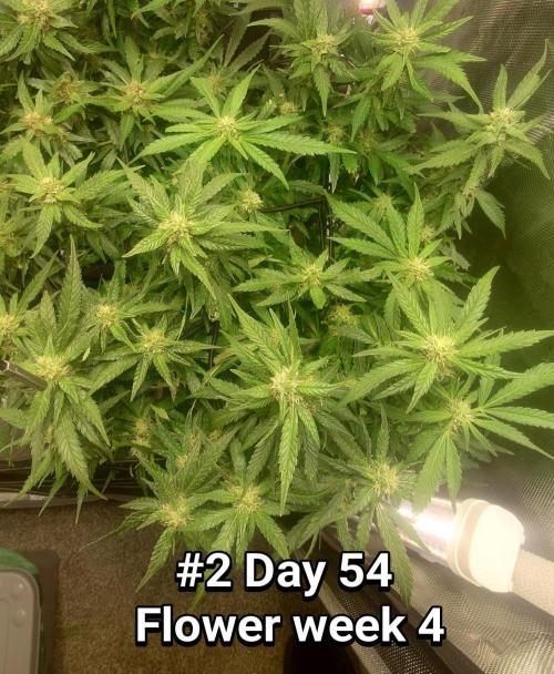 Grown in NarNia 2. Week 7