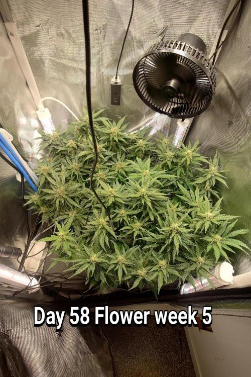 Grown in NarNia 2. Week 8