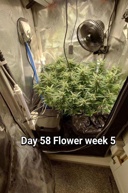 Grown in NarNia 2. Week 8