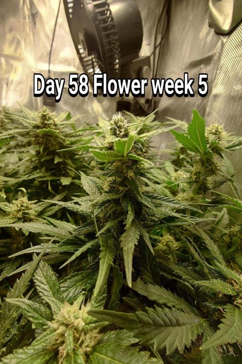 Grown in NarNia 2. Week 8