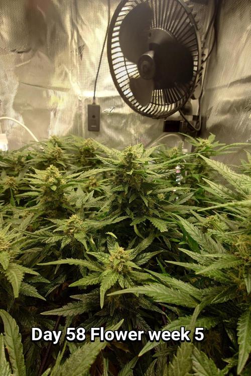 Grown in NarNia 2. Week 8