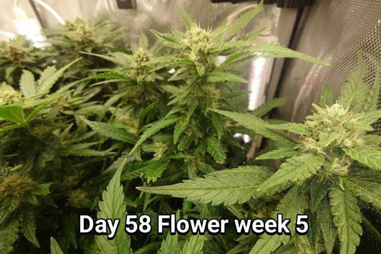 Grown in NarNia 2. Week 8