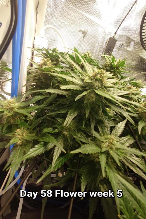 Grown in NarNia 2. Week 8