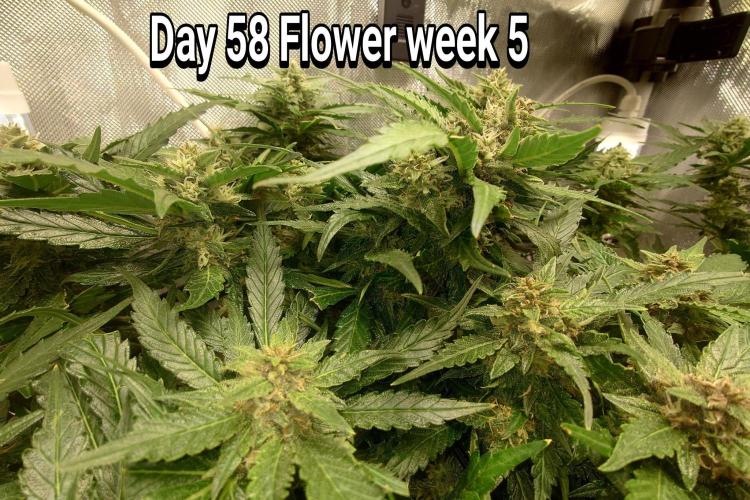 Grown in NarNia 2. Week 8