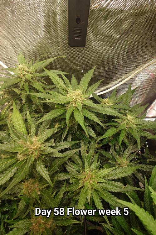 Grown in NarNia 2. Week 8