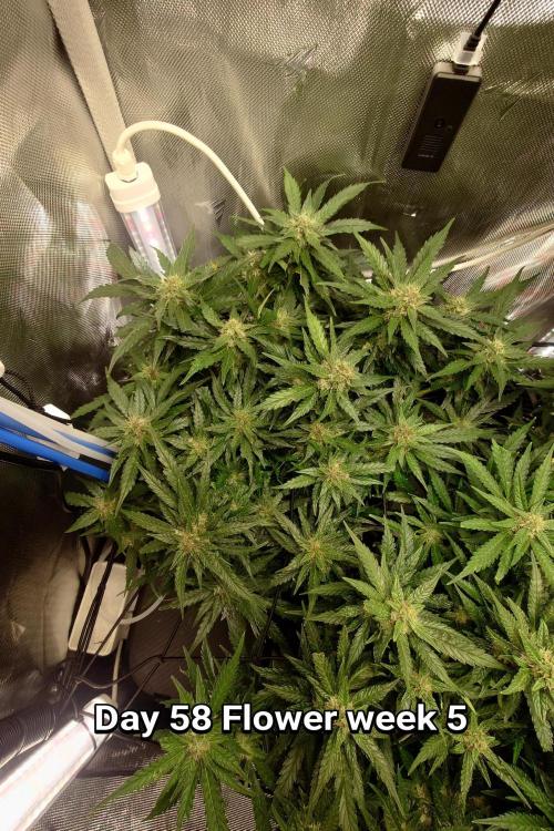 Grown in NarNia 2. Week 8