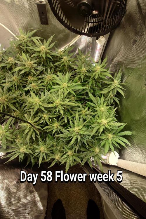 Grown in NarNia 2. Week 8