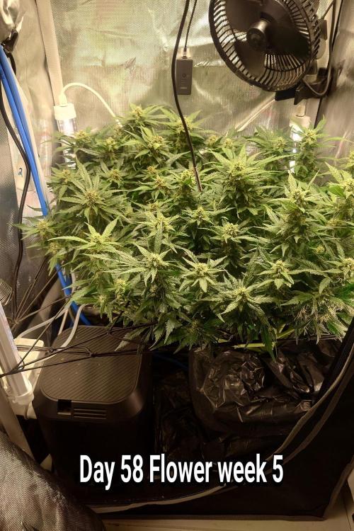 Grown in NarNia 2. Week 8