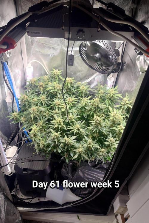 Grown in NarNia 2. Week 8