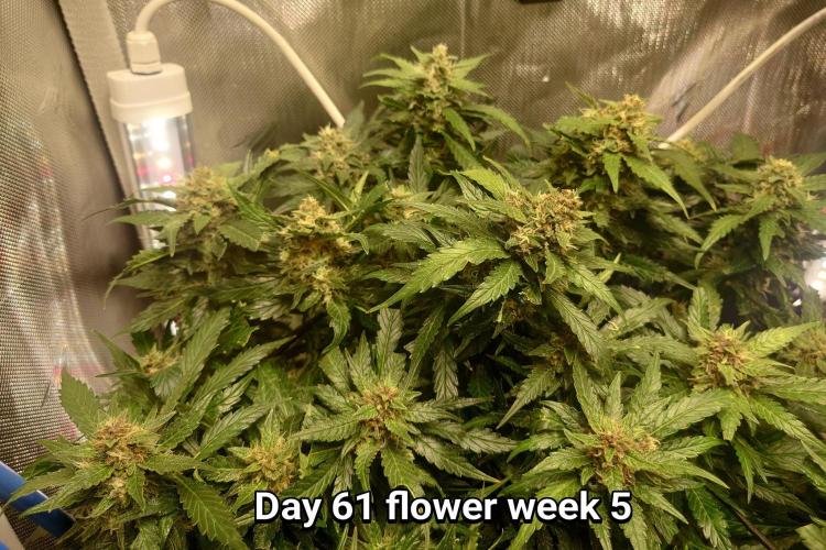 Grown in NarNia 2. Week 8