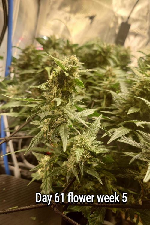 Grown in NarNia 2. Week 8