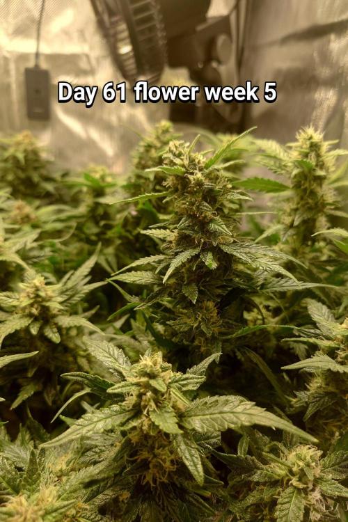 Grown in NarNia 2. Week 8
