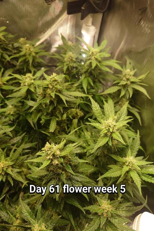Grown in NarNia 2. Week 8