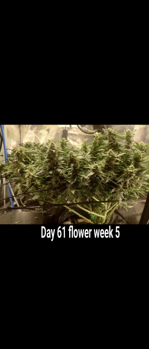 Grown in NarNia 2. Week 8