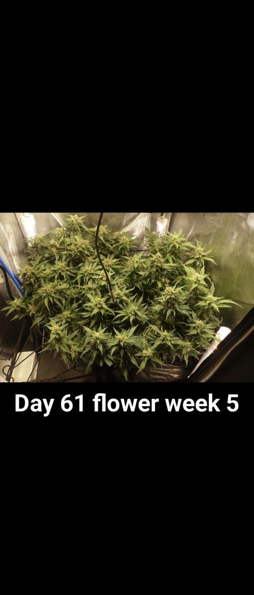 Grown in NarNia 2. Week 8