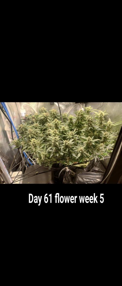Grown in NarNia 2. Week 8