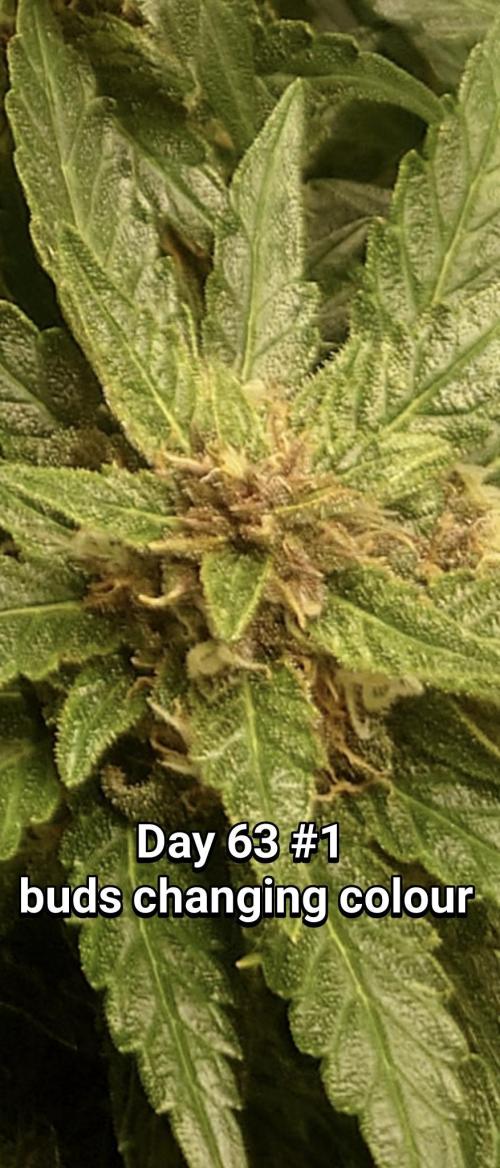 Grown in NarNia 2. Week 8