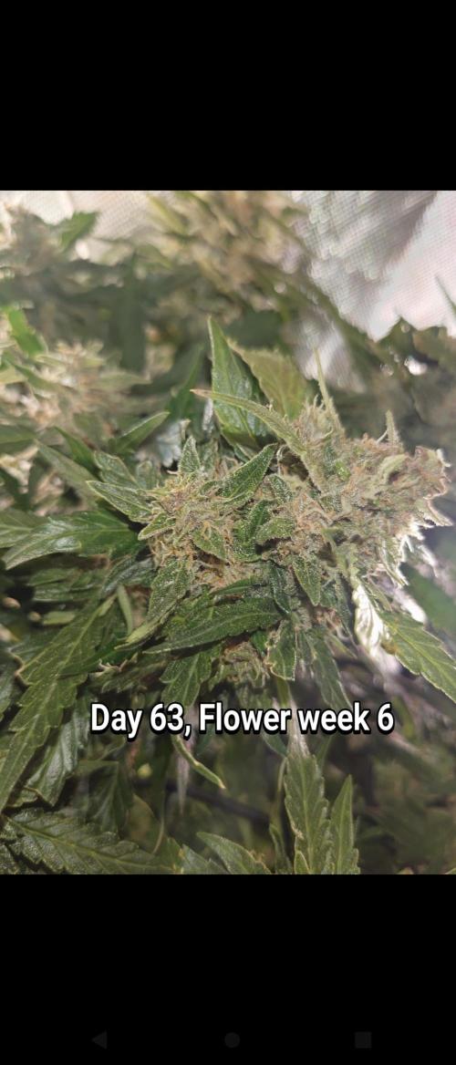 Grown in NarNia 2. Week 9